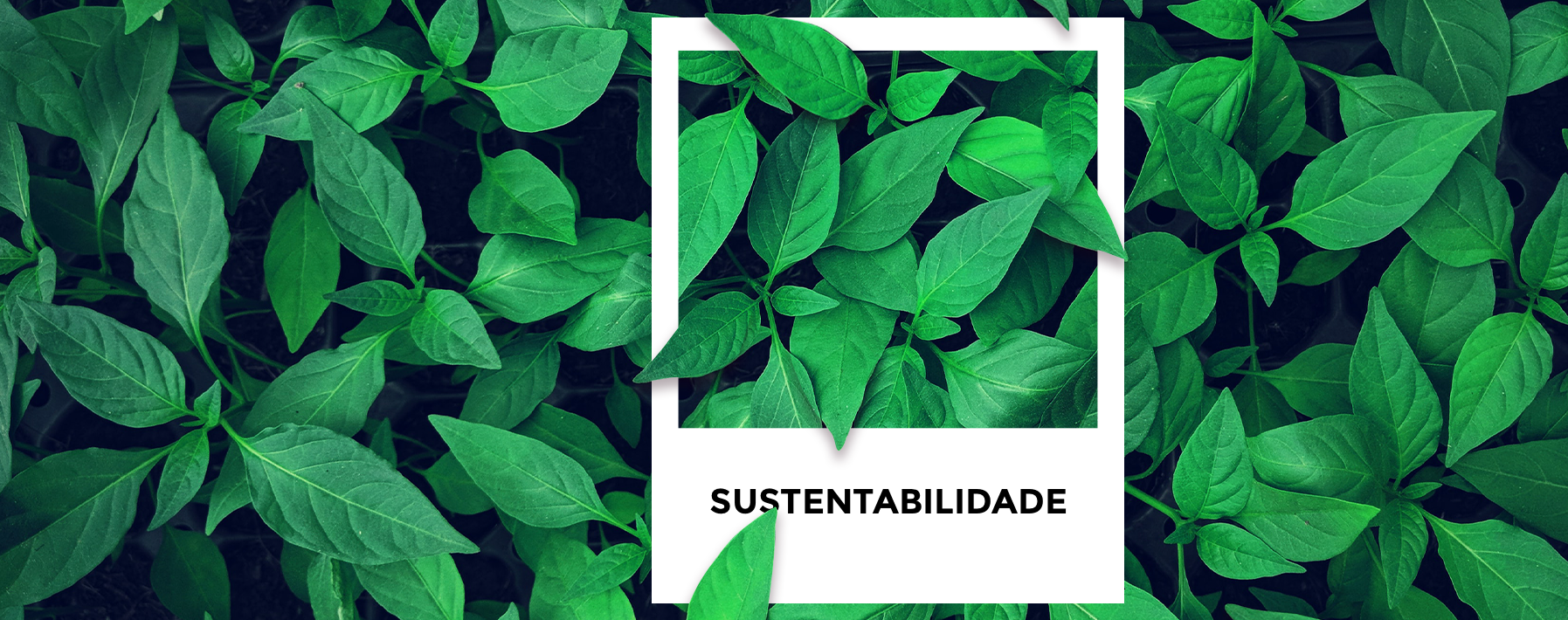 banner sustentabilidade